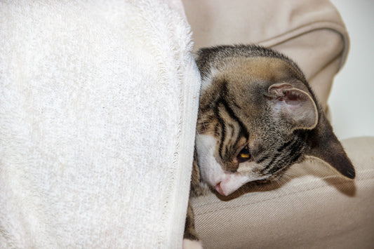 Katzenallergien: Symptome und Behandlungsmöglichkeiten