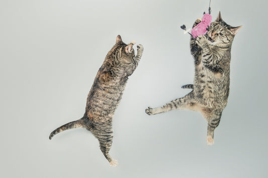 5 lustige Fakten über Katzen, die Sie nicht kannten