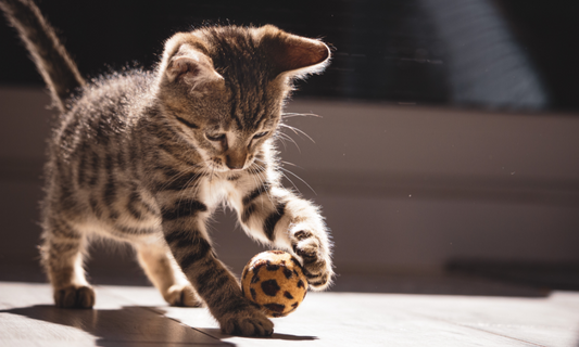 Was sind Scottish Fold Krankheiten?