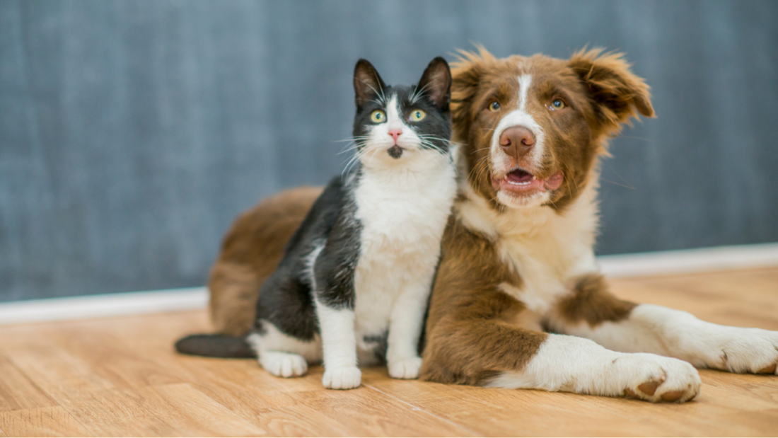 Die Bedeutung des Schnurrbartes bei Katzen und Hunden