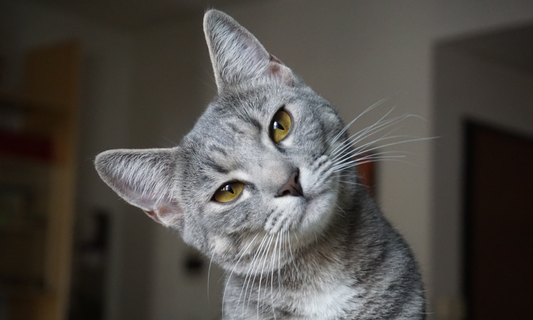 Merkmale und Pflege der Britisch-Kurzhaar-Katze