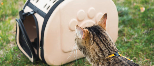 Was sollten wir über Katzentragetaschen wissen?