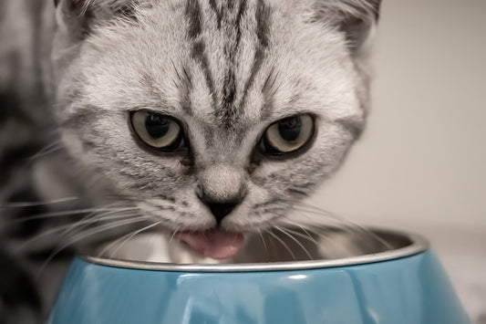 "Katze verweigert Futter, frisst aber Leckerlis"