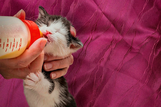Wie lange können Katzen ohne Futter überleben? Ein umfassender Guide für besorgte Katzenbesitzer