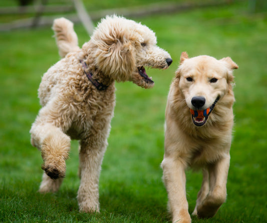 Was wollen Hunde mit ihrer Körpersprache mitteilen?