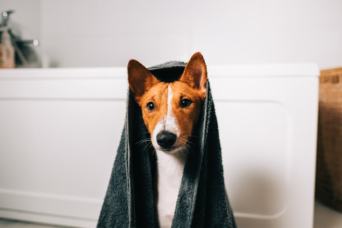 Das sollten Sie beachten, wenn Sie Ihren Hund zu Hause waschen!