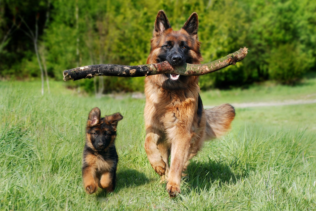 Deutscher Schäferhund