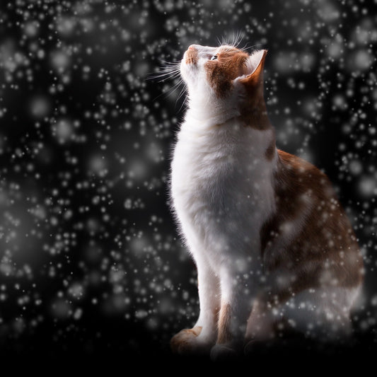 Die Top 10 Tipps zur Pflege Ihres Haustieres im Winter