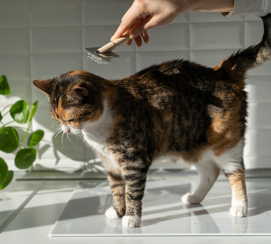 Praktische Methoden zur Reinigung von Katzenhaaren