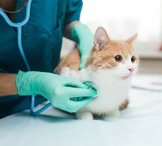 Regelmäßige Impfung von Katzen und Hunden